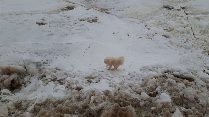 Ruští námořníci zachránili psa, který uvízl na ledové kře